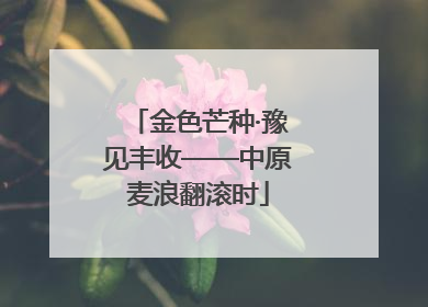 金色芒种·豫见丰收——中原麦浪翻滚时