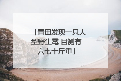 青田发现一只大型野生鼋 目测有六七十斤重