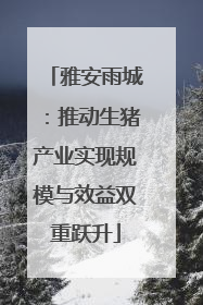 雅安雨城：推动生猪产业实现规模与效益双重跃升