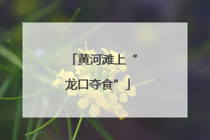 黄河滩上“龙口夺食”