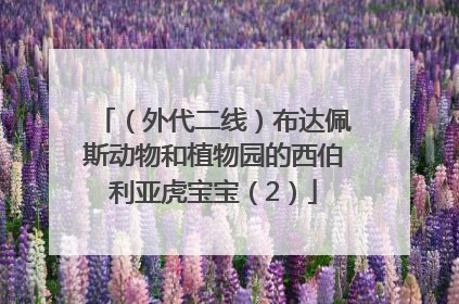 （外代二线）布达佩斯动物和植物园的西伯利亚虎宝宝（2）