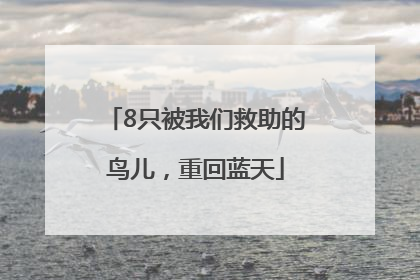 8只被我们救助的鸟儿，重回蓝天